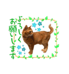 Ginger Tabby Cat Brothers 15（個別スタンプ：1）