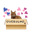 Ginger Tabby Cat Brothers 15（個別スタンプ：8）