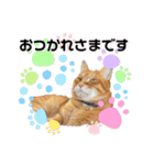 Ginger Tabby Cat Brothers 15（個別スタンプ：11）