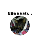 うちのデブ猫シリーズ。たまに飼主出没。（個別スタンプ：2）