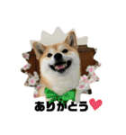 柴犬いくらのLINEスタンプ その1（個別スタンプ：1）