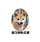 柴犬いくらのLINEスタンプ その1（個別スタンプ：5）