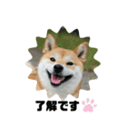 柴犬いくらのLINEスタンプ その1（個別スタンプ：10）