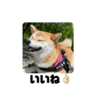 柴犬いくらのLINEスタンプ その1（個別スタンプ：11）