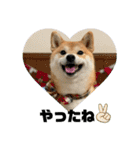 柴犬いくらのLINEスタンプ その1（個別スタンプ：12）