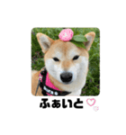 柴犬いくらのLINEスタンプ その1（個別スタンプ：14）