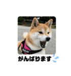 柴犬いくらのLINEスタンプ その1（個別スタンプ：15）