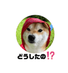 柴犬いくらのLINEスタンプ その1（個別スタンプ：19）