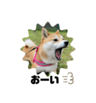 柴犬いくらのLINEスタンプ その1（個別スタンプ：21）