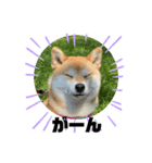 柴犬いくらのLINEスタンプ その1（個別スタンプ：22）