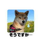 柴犬いくらのLINEスタンプ その1（個別スタンプ：24）