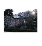 湘南・鎌倉の花2（個別スタンプ：3）