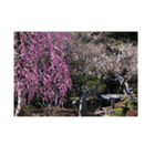 湘南・鎌倉の花2（個別スタンプ：4）