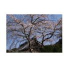 湘南・鎌倉の花2（個別スタンプ：7）