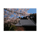 湘南・鎌倉の花2（個別スタンプ：8）