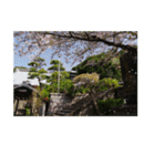 湘南・鎌倉の花2（個別スタンプ：13）