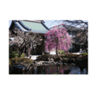 湘南・鎌倉の花2（個別スタンプ：15）