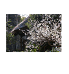 湘南・鎌倉の花2（個別スタンプ：18）