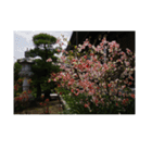 湘南・鎌倉の花2（個別スタンプ：25）