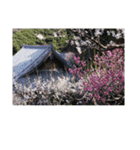 湘南・鎌倉の花2（個別スタンプ：26）