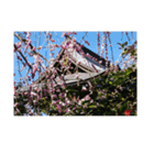 湘南・鎌倉の花2（個別スタンプ：28）