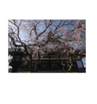 湘南・鎌倉の花2（個別スタンプ：30）