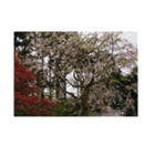 湘南・鎌倉の花2（個別スタンプ：37）