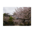 湘南・鎌倉の花2（個別スタンプ：38）
