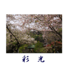 湘南・鎌倉のたよりの花3（個別スタンプ：24）