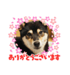 柴犬モコ＆稲穂2（個別スタンプ：1）