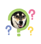 柴犬モコ＆稲穂2（個別スタンプ：8）