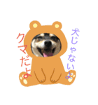 柴犬モコ＆稲穂2（個別スタンプ：11）