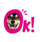 柴犬モコ＆稲穂2（個別スタンプ：12）