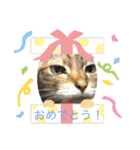 柴犬モコ＆稲穂2（個別スタンプ：16）