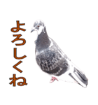 灰白鳩（個別スタンプ：1）