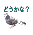 灰白鳩（個別スタンプ：2）
