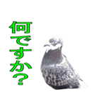 灰白鳩（個別スタンプ：3）