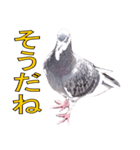 灰白鳩（個別スタンプ：5）