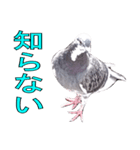 灰白鳩（個別スタンプ：6）