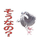 灰白鳩（個別スタンプ：8）