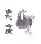 灰白鳩（個別スタンプ：9）