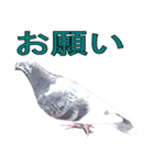 灰白鳩（個別スタンプ：14）