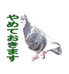 灰白鳩（個別スタンプ：23）