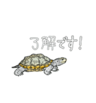 ダイヤモンドバックテラピン（個別スタンプ：1）