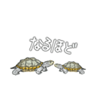 ダイヤモンドバックテラピン（個別スタンプ：5）