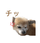 うちのちょびさん（個別スタンプ：6）