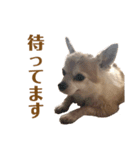 うちのちょびさん（個別スタンプ：7）