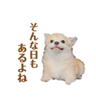 うちのちょびさん（個別スタンプ：11）
