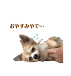 うちのちょびさん（個別スタンプ：15）