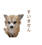 うちのちょびさん（個別スタンプ：16）